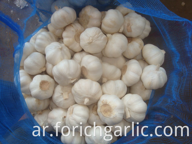 Pure White Garlic